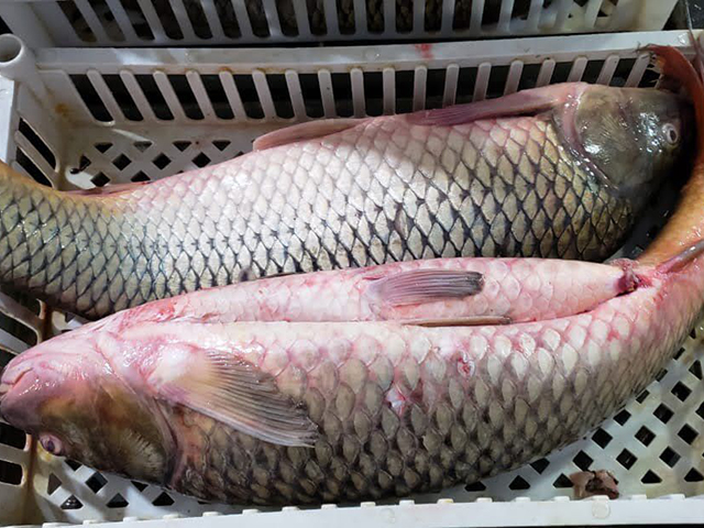 image of carp fish